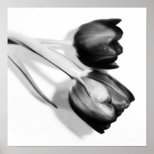 Poster Tulipes Beaux-Art Photographie Imprimer noir et bl