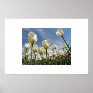 Poster Tulipes blanches