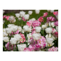 Tulipes blanches et roses brillantes par jour enso