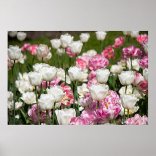 Poster Tulipes blanches et roses brillantes par jour enso
