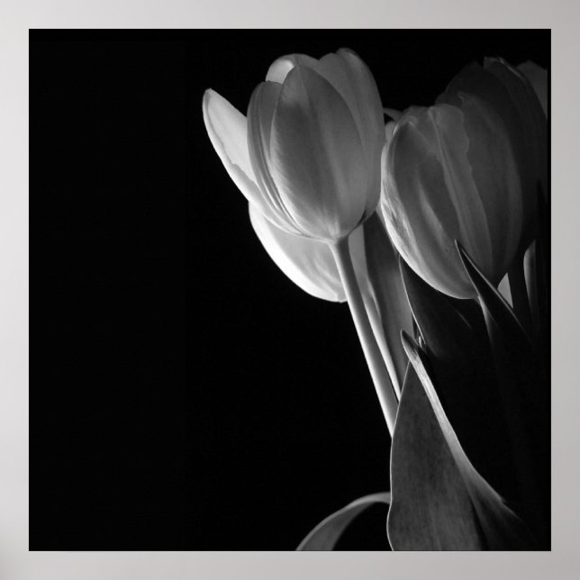 Poster Tulipes Blanches Photo Sur Arrière - plan Noir (Devant)