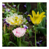 Tulipes blanches, roses et jaunes dans le jardin