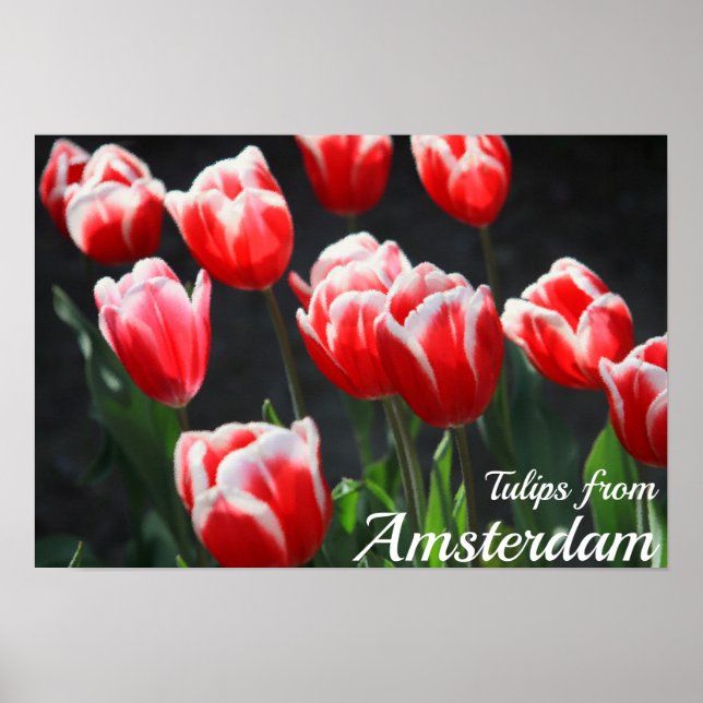 Poster Tulipes d'Amsterdam (Devant)