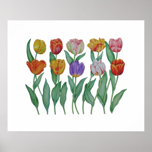 Poster Tulipes de printemps (Devant)