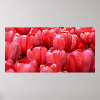 Poster Tulipes de printemps