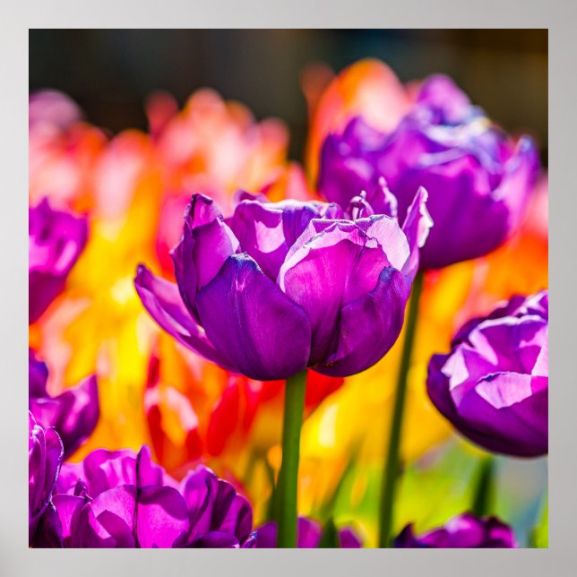 Poster Tulipes Enchantant violet (Devant)