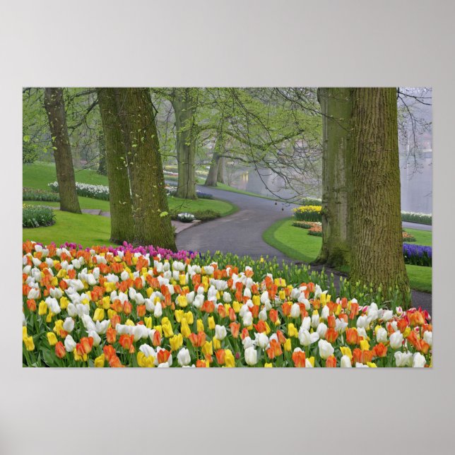 Poster Tulipes et chaussée, Jardins de Keukenhof, Lisse, (Devant)