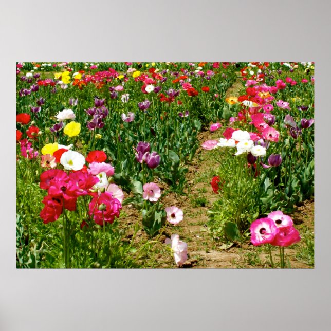 Poster Tulipes et Poppies (Devant)