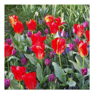Poster Tulipes Fleurs Fleurs Fleurs Aimer Destiny Douche