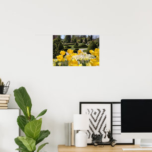 Poster Tulipes jaunes de l'Arboretum Volcji Potok Slovéni