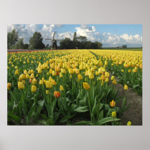 Poster Tulipes jaunes en Hollande