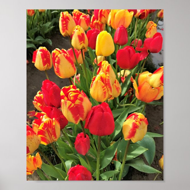 Poster Tulipes jaunes et rouges (Devant)
