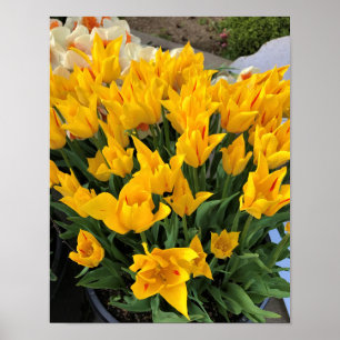 Poster Tulipes jaunes uniques