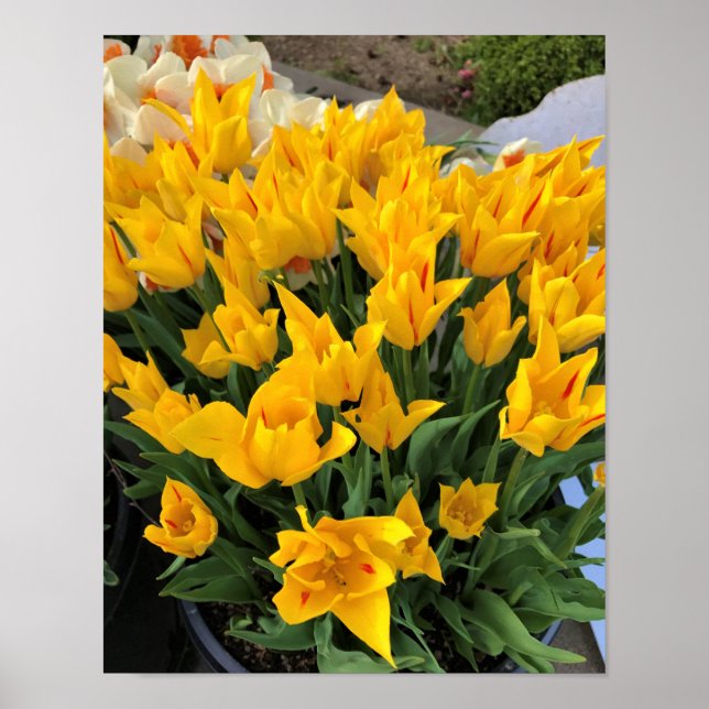 Poster Tulipes jaunes uniques (Devant)