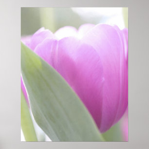 Poster Tulipes, Keukenhoff Gardens, Pays-Bas. 2