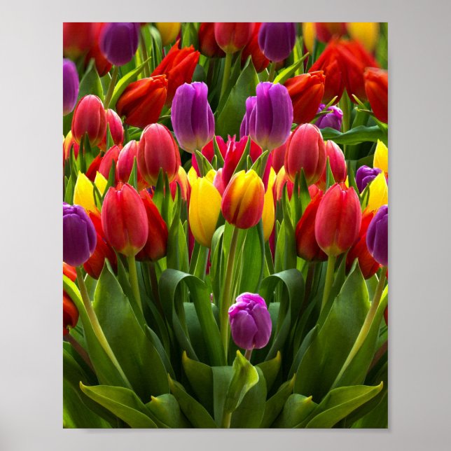 Poster Tulipes lumineuses (Devant)