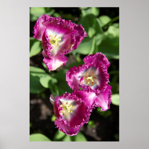 Poster Tulipes mignonnes pourpres dans le jardin