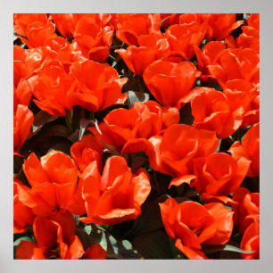 Poster Tulipes orange