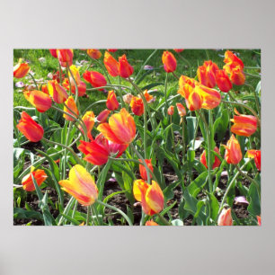 Poster Tulipes orange