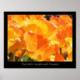 Poster Tulipes Orange et Jaune Terre rit de fleurs
