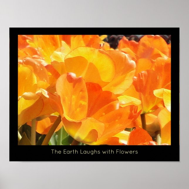 Poster Tulipes Orange et Jaune Terre rit de fleurs (Devant)
