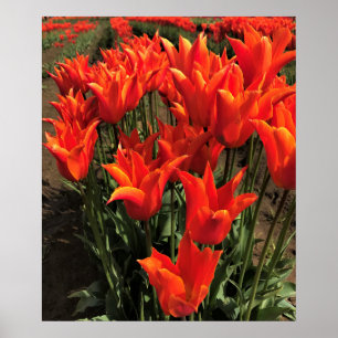 Poster Tulipes orange, Oregon