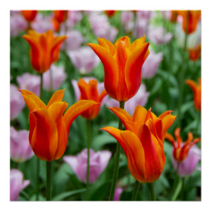 Poster Tulipes orange vif dans le parc