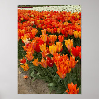 Poster Tulipes oranges dans le champ, Woodburn, OU