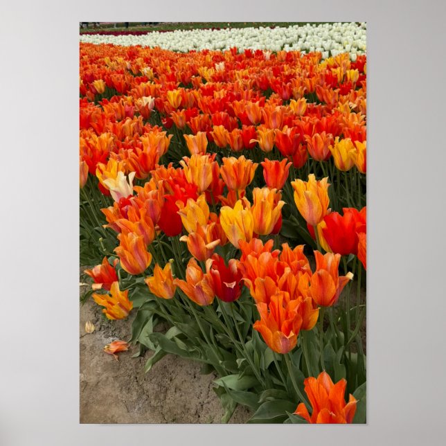 Poster Tulipes oranges dans le champ, Woodburn, OU (Devant)