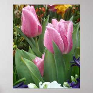 Poster Tulipes Pétales Roses Nichées Dans L'Affiche Feuil