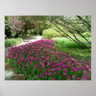 Poster Tulipes pourpres (3033)