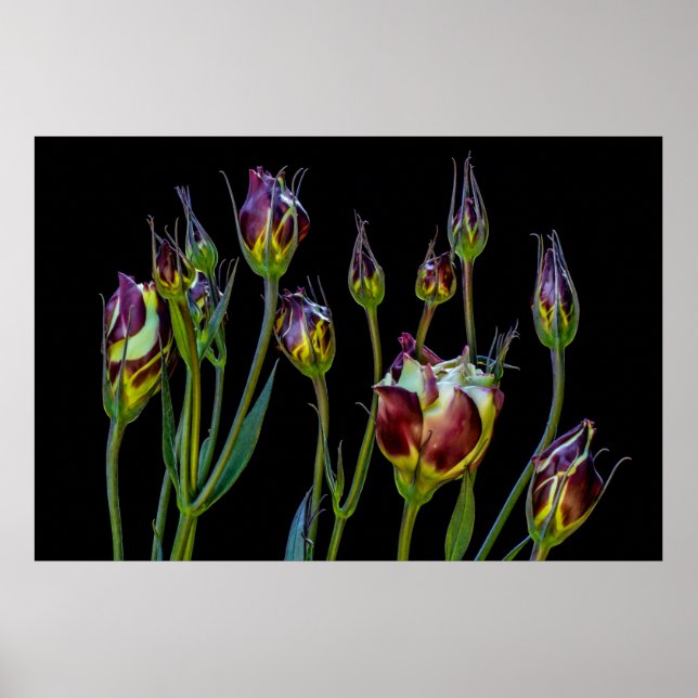 Poster Tulipes pourpres éthérées (Devant)