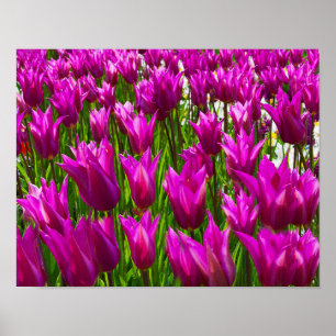 Poster Tulipes pourpres Keukenhof Holland Small