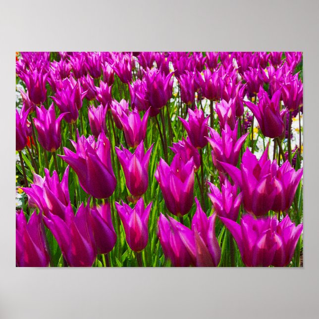 Poster Tulipes pourpres Keukenhof Holland Small (Devant)