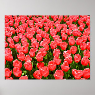 Poster Tulipes rose foncé