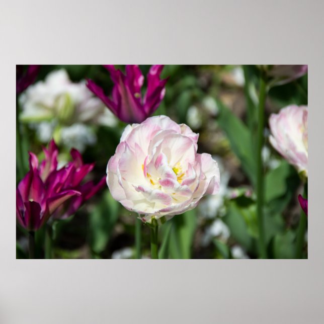 Poster Tulipes rose vif par jour ensoleillé (Devant)