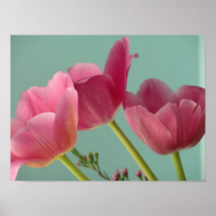 Poster Tulipes roses