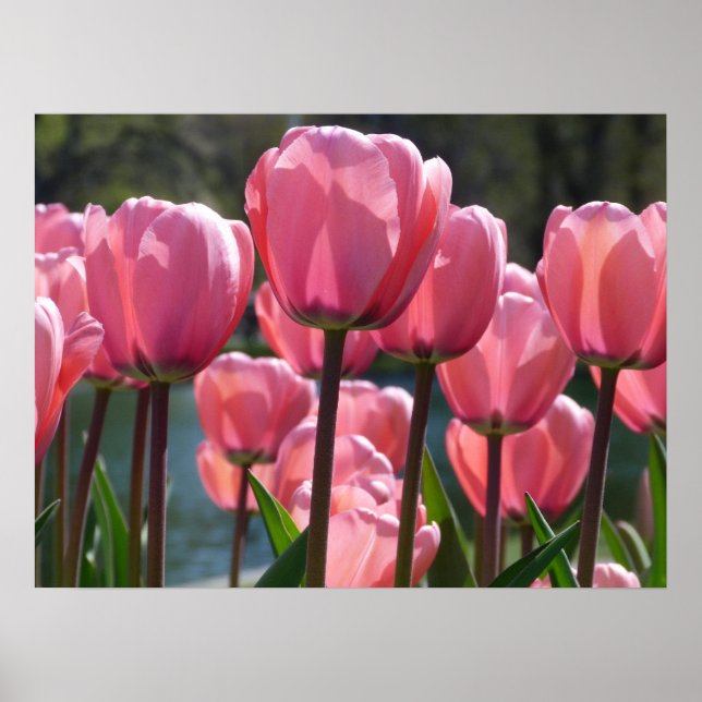Poster Tulipes roses (Devant)