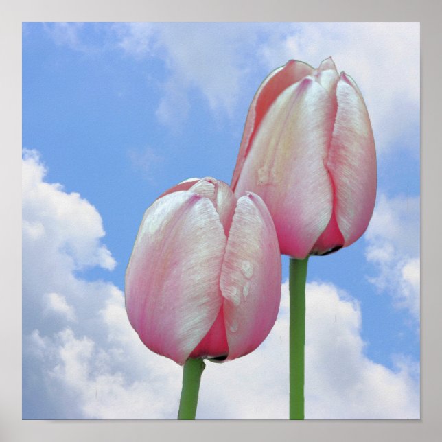 Poster Tulipes Roses Ciel Bleu Et Nuages Blancs (Devant)