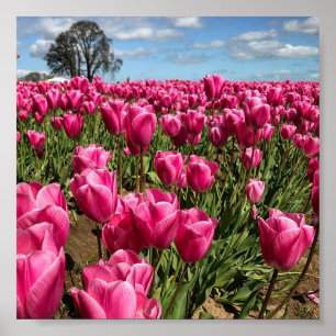 Poster Tulipes roses dans un champ, Oregon