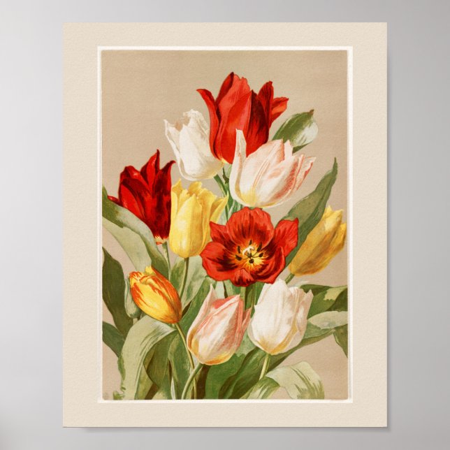 Poster Tulipes roses, jaunes, blanches et rouges (Devant)