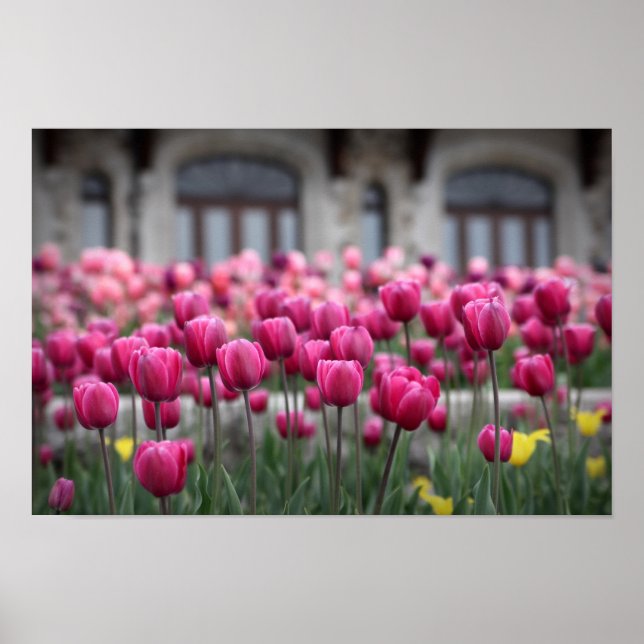 Poster Tulipes roses - Montréal (Poster) (Devant)