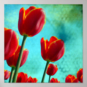 Poster Tulipes rouges