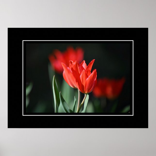 Poster Tulipes rouges (Devant)