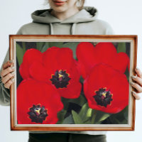 Tulipes rouges brillantes Floral Photographie bril
