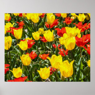 Poster Tulipes rouges et jaunes