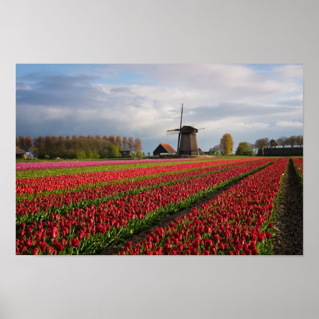 Poster Tulipes rouges et moulin à vent (Devant)