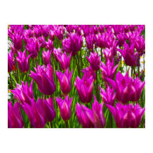 Tulipes violettes en Keukenhof, Hollande Imprimer