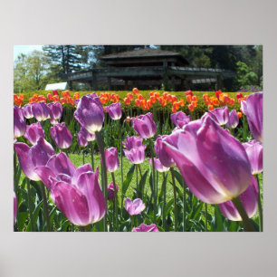 Poster Tulipes violettes et oranges Elizabeth Park Garden