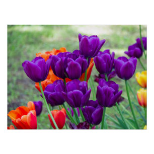 Poster Tulipes violettes foncées